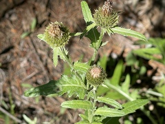 Cirsium centaureae