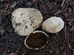 Handkea fumosa