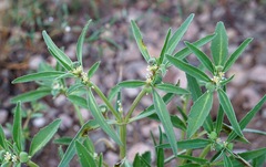 Euphorbia exstipulata