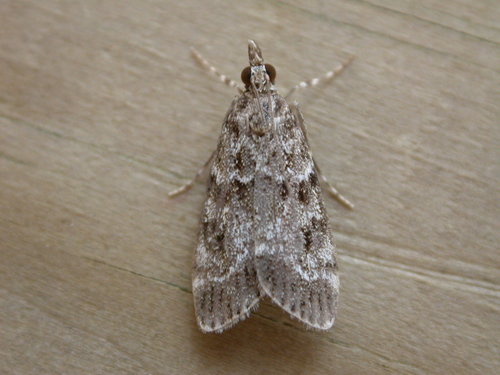 Eudonia mercurella