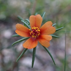 Portulaca suffrutescens