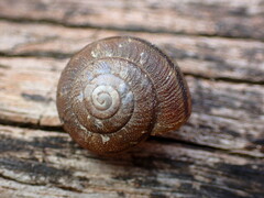 Helminthoglypta walkeriana