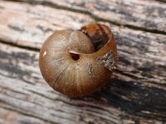 Helminthoglypta walkeriana