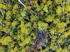 Sphagnum miyabeanum