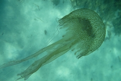 Pelagia noctiluca