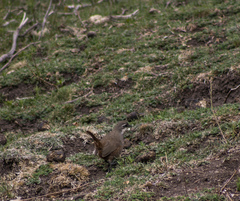 Pteroptochos megapodius