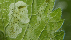 Amauromyza morionella