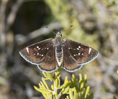 Hesperopsis libya