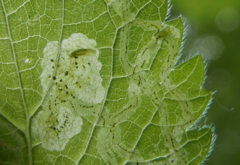 Amauromyza morionella