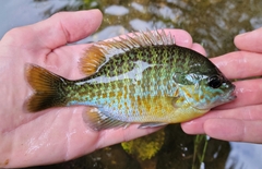 Lepomis auritus × macrochirus