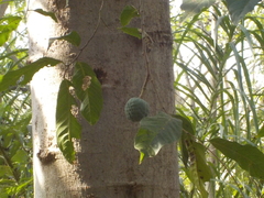 Annona reticulata