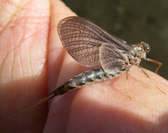 Ephemerellidae