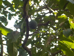 Annona reticulata