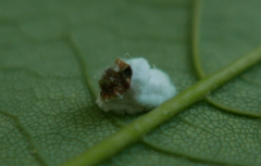 Pulvinaria hydrangeae