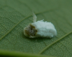 Pulvinaria hydrangeae