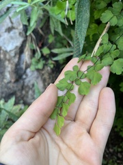 Adiantum jordanii image