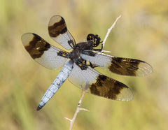 Plathemis subornata