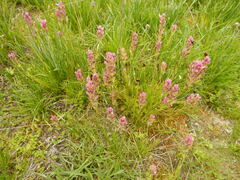 Castilleja pilosa