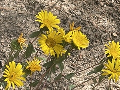 Grindelia subalpina