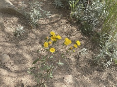 Grindelia subalpina