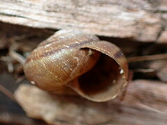 Helminthoglypta walkeriana