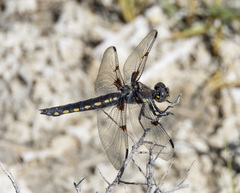 Libellula nodisticta