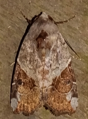 Gonodes liquida