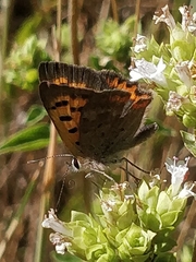 Lycaena phlaeas phlaeoides