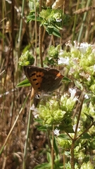Lycaena phlaeas phlaeoides