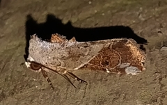 Gonodes liquida