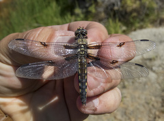 Libellula nodisticta