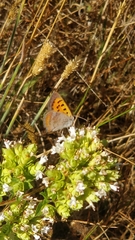 Lycaena phlaeas phlaeoides