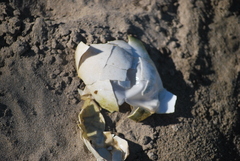 Pelecanus erythrorhynchos