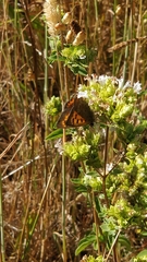 Lycaena phlaeas phlaeoides