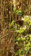 Lycaena phlaeas phlaeoides