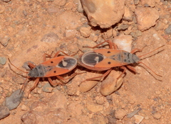 Cosmopleurus fulvipes