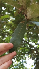 Quercus peduncularis
