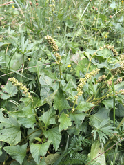 Blitum bonus-henricus