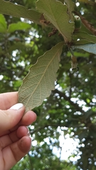 Quercus peduncularis