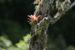 Tillandsia biflora