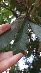 Quercus peduncularis