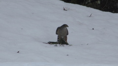 Accipiter chilensis
