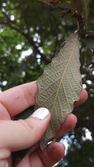 Quercus peduncularis