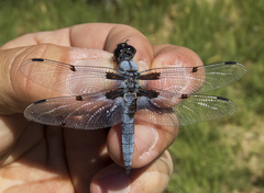 Libellula nodisticta