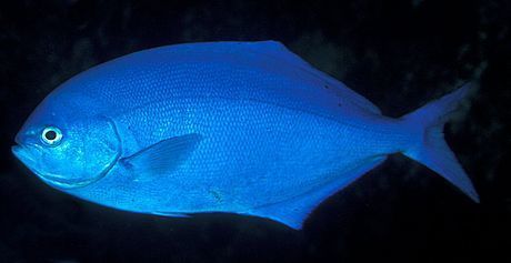 Scorpis