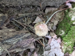 Pseudosperma notodryinum