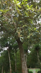 Quercus peduncularis