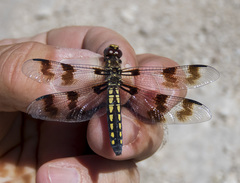 Plathemis subornata