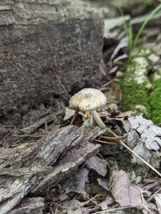 Pseudosperma notodryinum