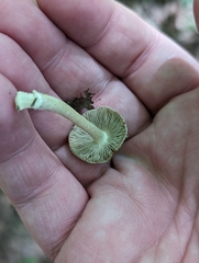 Pseudosperma notodryinum